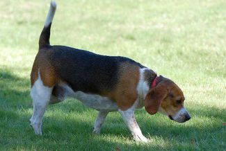 A chubby beagle